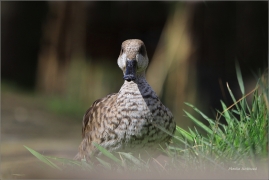 <p>KACHNA PATAGONSKÁ (Anas specularioides specularioides) Zoo Praha</p>